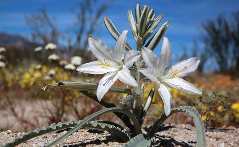 Desert Lily Desert Lily, Mariposa Lily, Mojave National Preserve, Desert Ecosystem, June Gloom, Santa Cruz Island, California Wildflowers, Wildflower Photo, Channel Islands National Park