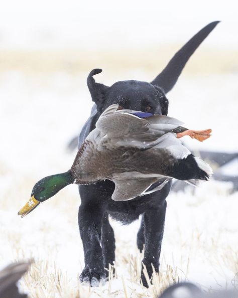 Waterfowl Hunting, Hunting Life, Bird Hunting, Bird Dogs, Water Dog, A Duck, Duck Hunting, Black Labrador, Hunting Dogs