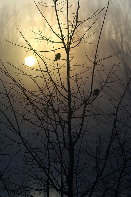 Foggy Morning Birds by Mark Heddaeus Autumn Birds, Morning Birds, Birds Singing, Misty Morning, Autumn Morning, Foggy Morning, Pics Art, Beautiful Photography, Sunrise Sunset