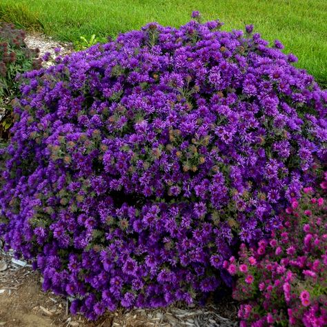 Aster 'Grape Crush' photo courtesy of Walters Gardens Grape Crush, Lilac Garden, Perennial Gardens, Garden 2023, Spring Hill Nursery, Dark Purple Flowers, Plant Zones, Garden Hacks, Sun Perennials