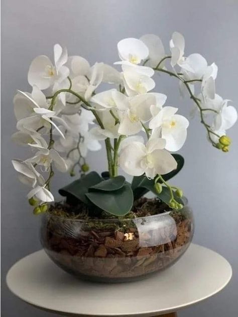 Inside House Plants, Hotel Flower Arrangements, Shoe Storage Diy, Orchid Drawing, Orchid Plant Care, Orchid Flower Arrangements, Orchid Seeds, Hotel Flowers, Painted Furniture Diy