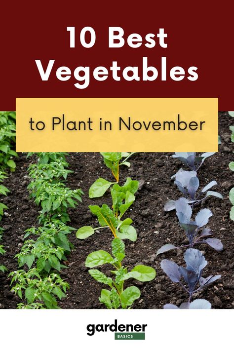 Feast your eyes on this vibrant list of the top 10 fall vegetables to plant in November for an amazing harvest! Whether you're a seasoned gardener or a green-thumb novice, these vegetables are not just easy to grow but offer an abundance of nutrient-rich produce. From robust root vegetables to flavorful leafy greens, these vegetables promise a feast straight from your garden to your kitchen. Tap now for the full list! Planting Asparagus Crowns, Fall Landscaping Front Yard, Fall Vegetables To Plant, Vegetables To Plant, Gardening Herbs, Fall Landscaping, Best Vegetables, Herbs Plants, Fall Gardening