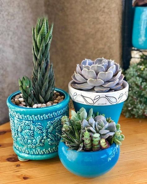 Repotting Succulents, Cute Succulents, Pots For Succulents, Succulent Garden Landscape, Cute Pots, Succulent Ideas, Cactus Planta, Plant Succulents, Succulent Garden Diy