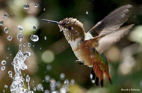 Hummingbird Fountain, Hummingbird Photos, National Wildlife Federation, Hummingbird Garden, Kinds Of Birds, How To Attract Hummingbirds, Backyard Birds, Exotic Birds, Little Birds