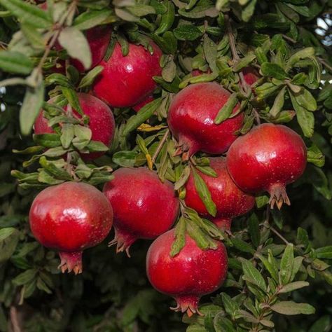 Pomegranate Tree, Strawberries And Blueberries, Villain Era, Have Inspiration, Fruit Tree, Red Fruit, Nara, Fruit Trees, Pretty Pictures