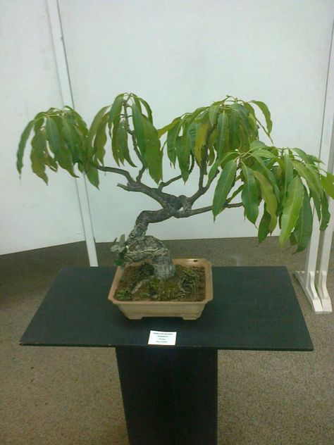 Avocado Bonsai, Unique Bonsai, Indoor Nature, Simple Garden Designs, Bonsai Fruit Tree, Bonsai Diy, Bonsai Tree Care, Indoor Bonsai Tree, Bonsai Flower