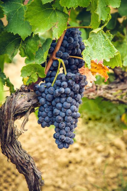 Backyard Vineyard, Grape Vineyard, Pinot Noir Grapes, Pinot Noir Wine, Wine Grapes, Artistic Pictures, Black Grapes, Wine Bottle Art, Fruit Wallpaper