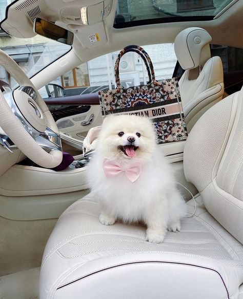 Luxury Dogs Aesthetic, Trillionaire Lifestyle, Bougie Aesthetic, Rich Dog, Veterinary Surgeon, Out Of The Darkness, Dog Mommy, Cute Pomeranian, Super Cute Puppies