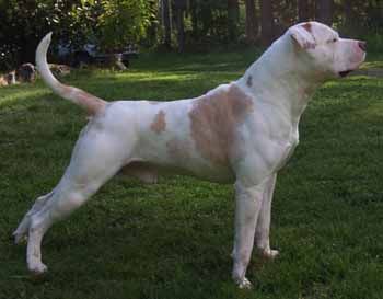 Related image Scott American Bulldog, American Bulldog Scott, American Bully Classic, Xl American Bully Puppy, American Bulldog Puppies, Pitbull Boxer, Boxer American Bulldog Mix Dogs, Am Staff American Staffordshire, American Bulldogs