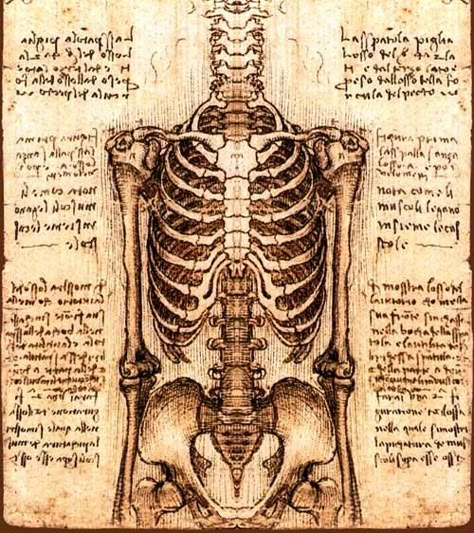 Leonardo Davinci Da Vinci Medical Drawings, Leonardo Da Vinci Skeleton, Leonardo Davinci Design, Davinci Art, Michael Angelo, Human Skeleton, Human Anatomy Art, Anatomy Sketches, Gcse Art