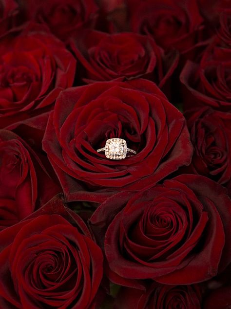 Stunning wedding ring shot in the middle of Black Magic roses! Flower Campaign, Wedding Ring Wallpaper, Ring Wallpaper, Black Magic Roses, Rings Wallpaper, Friendship Rose, Country Engagement Pictures, Wedding Ring Shots, Sweet 17