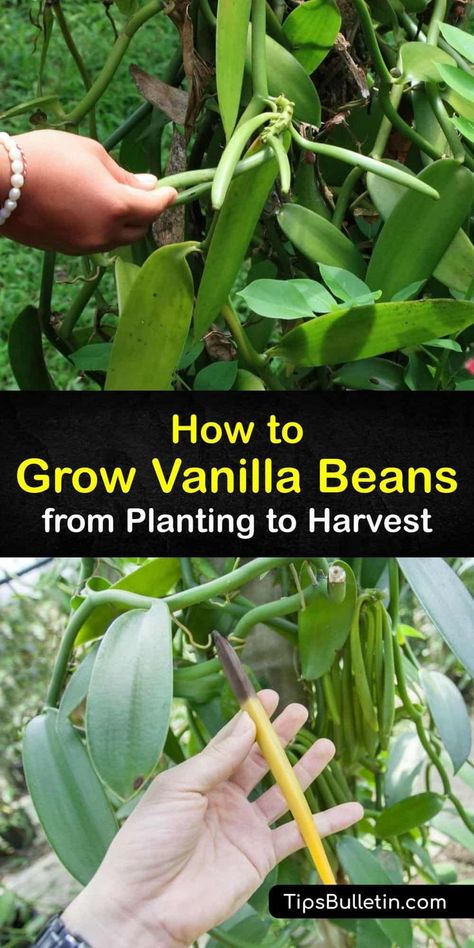 Grow Vanilla, Grow Vanilla Beans, Gemüseanbau In Kübeln, Vanilla Planifolia, Vanilla Plant, Vanilla Beans, Vanilla Flavor, Veg Garden, Home Vegetable Garden