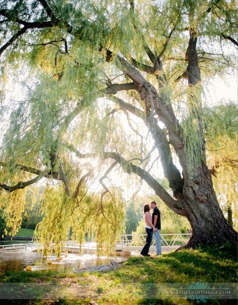 Weeping willow tree engagement. Great idea I'm going to do this one day :) Willow Tree Photography, Willow Tree Wedding, Weeping Willow Tree, Lake Union, Tree Artwork, Weeping Willow, Tree Photography, Happy Earth, Wedding Engagement Photos