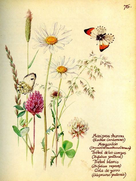 Junio: Edith Holden | manuel m. v. | Flickr English Flowers, Edith Holden, Nature Tattoo, Colour Painting, Vintage Botanical Prints, Nature Tattoos, Botanical Drawings, Old Book, Nature Illustration