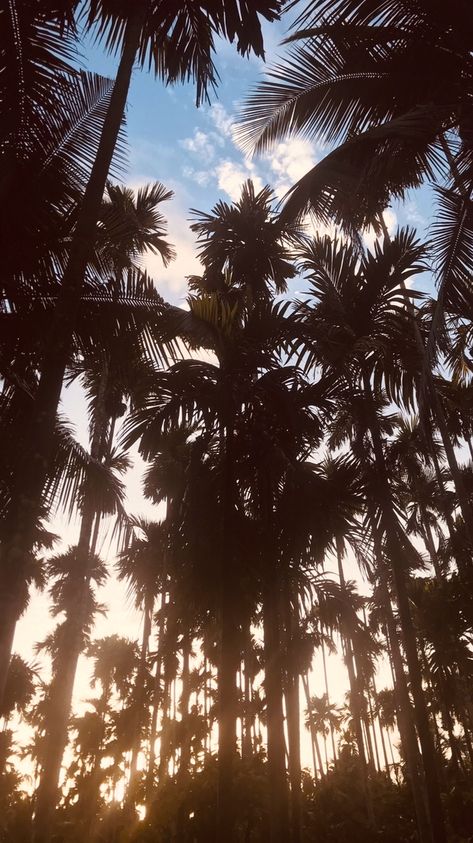 Sunlight Background, Areca Nut, Celestial Bodies, Nature