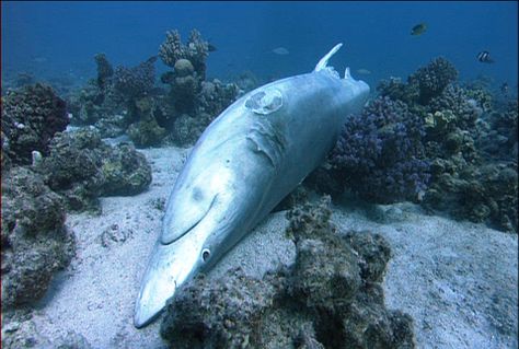 Crimes Against Marine Life Exhibit ... shark finning is animal cruelty at its worst! Shark Finning, Types Of Sharks, Species Of Sharks, Breathing Underwater, Post Animal, Animal Print Wallpaper, Stop Animal Cruelty, Shark Fin, The Shark