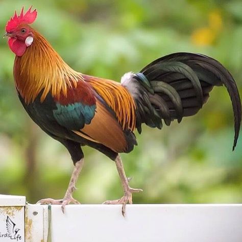 Rooster. Painting Chickens, Tattoos Pets, Chicken Photography, Christmas Nativity Scene Display, Pet Tattoo Ideas, Pet Drawings, Nativity Scene Display, Pet Anime, Aesthetic Animals