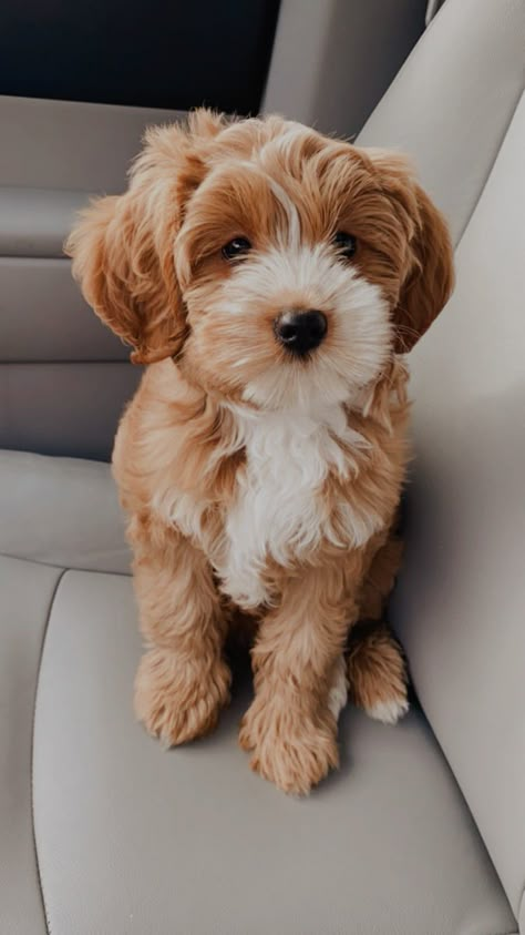 Petshop Design Pet Store, Petshop Design, Cavoodle Dog, Aesthetic Puppy, Pets Aesthetic, Cute Small Dogs, Very Cute Puppies, Cavapoo Puppies, Super Cute Puppies