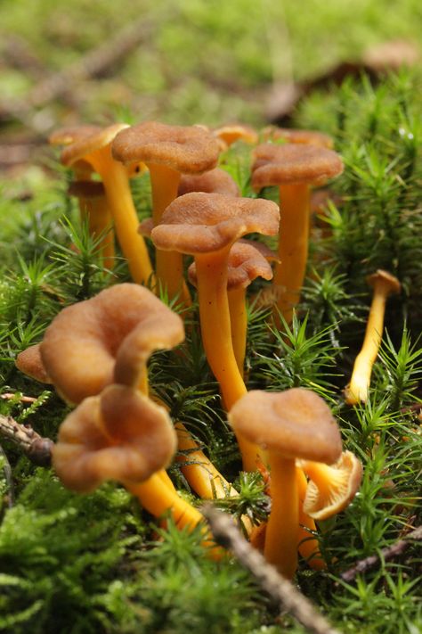 Craterellus ... Mushroom Gathering, Mushroom City, Fungi Images, Whites Tree Frog, Blue Tongue Skink, Yellow Mushroom, Amanita Muscaria, Pet Ferret, Slime Mould