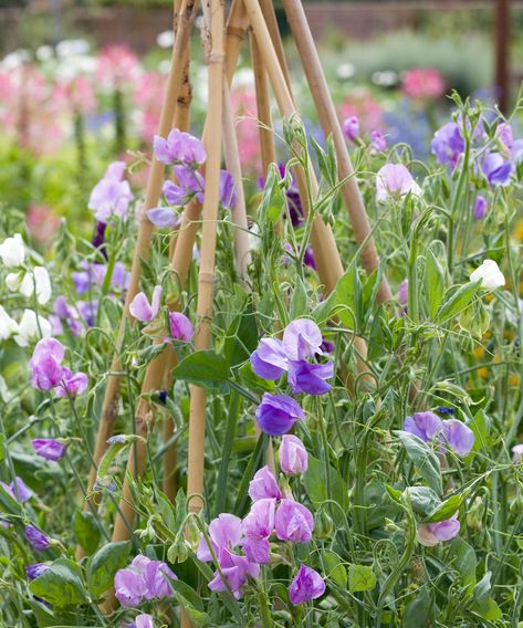 Grow Sweet Peas, Pea Plants, Growing Sweet Peas, Sweet Pea Plant, Pea Plant, Growing Sunflowers, Sweet Pea Seeds, Sweet Pea Flowers, Growing Dahlias