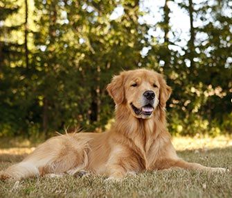 Golden Retrievers are among the most popular dogs in America. Here's what you're naming them. Golden Retriever Laying Down, Golden Retriever Facts, Female Golden Retriever, Dog Drawing Simple, Golden Retriever Names, Old Golden Retriever, Search And Rescue Dogs, Apartment Dogs, 10 Interesting Facts