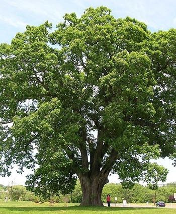 Black Oak Tree is fantastic and produces large leaves that help provide lots of shade during the spring and summer. Black Oak Tree, Oak Tree Tattoo, White Oak Tree, Privacy Trees, Tree Seedlings, Live Tree, Tree Photography, Shade Trees, Deciduous Trees