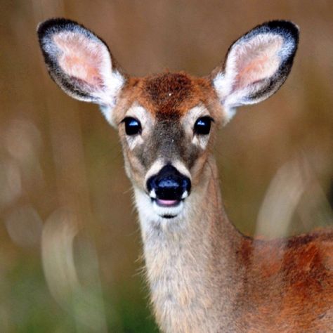 Doe Close Up Animals, Deer Female, Deer Reference, Deer Eyes, Deer Images, Whitetail Deer Pictures, Deer Face, Female Deer, Rabbit Face