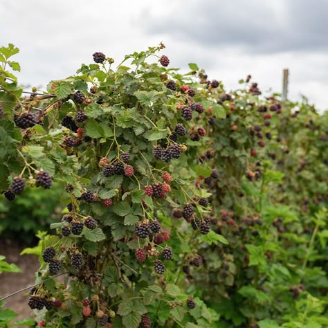 Fruit Bushes Garden, Healthy Blackberry Recipes, Blackberries Recipes, Blackberry Shrub, How To Grow Blackberries, Grow Blackberries, Urban Orchard, Blackberry Tree, Blackberry Dessert Recipes