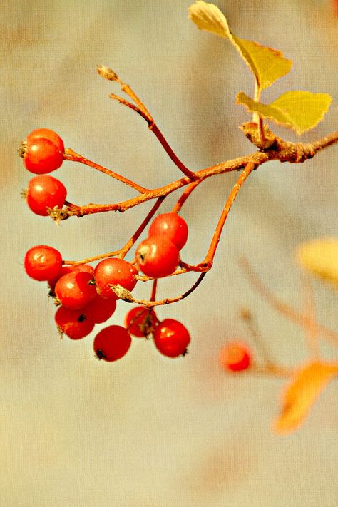 Wash Berries, Fall Berries, Winter Berry Aesthetic, Berry Branch, Forest Berries, Winter Berries Photography, Red Berries, Fruit, Red