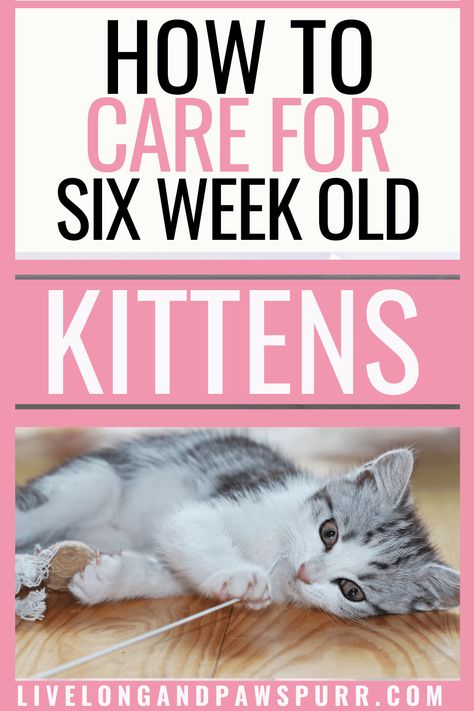 all about 6 week old kittens #kittens #sixweekold #sixweekoldkittens 6 Week Old Kitten, Training A Kitten, Cat Questions, Kitten Supplies, Cat Advice, Newborn Kittens, Kitten Food, Foster Kittens, Cat Care Tips