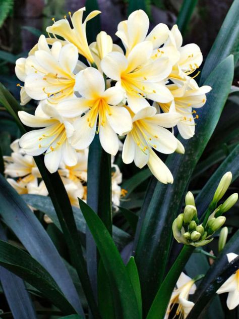 Clivia miniata var. citrina (Yellow Clivia) is an evergreen perennial up to 32 inches (80 cm) tall in flower, with umbels of light lemon... Clivia Plant, Clivia Miniata, Mystic Garden, Amaryllis Flowers, Wonderful Flowers, Garden Pond, Flower Names, Perfect Garden, Yellow Leaves