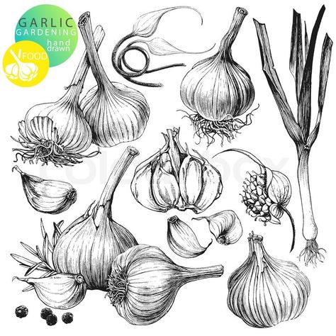 Onion Drawing, Food Tattoos, Black And White Sketches, Desenho Tattoo, Illustration Vintage, Art Et Illustration, Drawing Set, Botanical Drawings, Art And Illustration