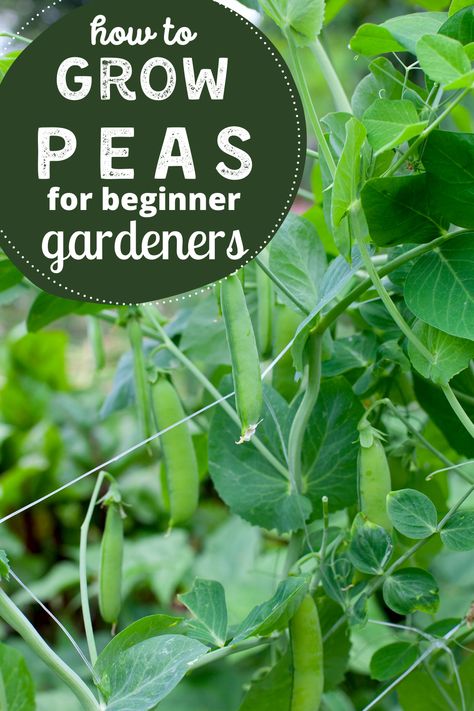 Growing peas is one of the easiest vegetables for new vegetable gardeners. Peas are perfect for spring gardens and fall gardens. Learn when to plant peas in your garden, how to grow peas on an arch, and when to harvest peas. Fresh, homegrown peas are DELICIOUS! Don't miss out. #growing #peas #garden Grow Snap Peas, Pea Arch Trellis, Peas Growing, Growing Peas In Garden, How To Plant Peas, Peas Companion Planting, Peas Garden, Grow Peas, Peas Plant