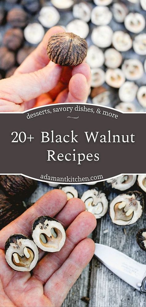 Black Walnut Pineapple Bars, Harvesting Walnuts Black, Pickled Walnuts Recipes, Black Walnut Hull Uses, Black Walnut Desserts, Black Walnuts Uses, Black Walnut Cookies Recipe, Black Walnut Recipes, Walnut Recipes Healthy