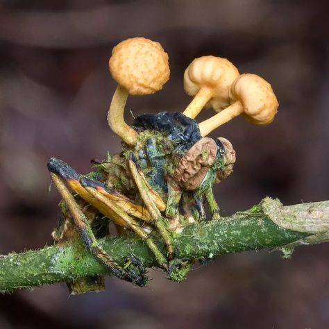 Danny Newman on Instagram: “Ophiocordyceps dipterigena group Vohimana Forest, Andasibe, Madagascar https://mushroomobserver.org/182219 #allthemushroomhashtags…” Bugs On Mushrooms, Mycology Aesthetic, Dark Mushroom Aesthetic, Cordyceps Zombies, Overtaken By Nature, Deadly Mushrooms, Lichen Moss, Growth And Decay, Mushroom Pictures