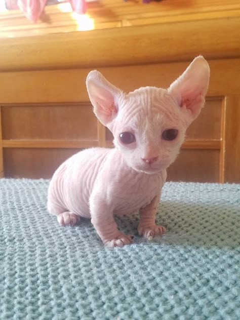 Baby Hairless Cat, Two Silly Cats, Cats Smile, Bald Cat, Hairless Animals, Silly Cats Videos, Hairless Kitten, Cute Hairless Cat, Cats Standing