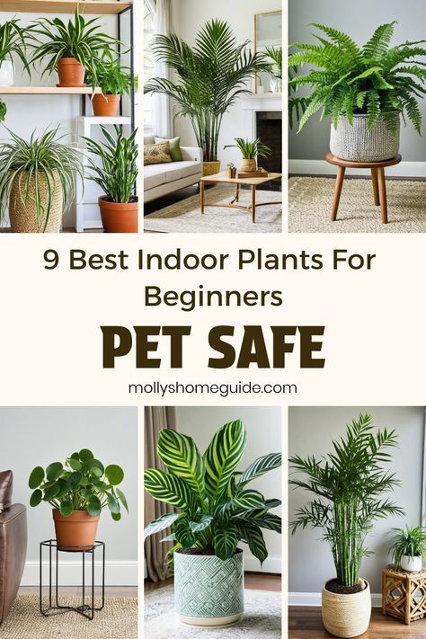 Looking to introduce indoor plants into your home but want them to be safe for your pets and children? Check out our collection of the best indoor plants for beginners that are pet-safe and non-toxic. These easy-to-care-for plants are perfect for pet owners or those with little gardening experience. Explore our selection of pet-friendly indoor plants, including low light options and succulents that will brighten up your space without posing a risk to curious pets or kids. Beginner Friendly Plants, Pet Friendly Indoor Plants, Easy Indoor Plants For Beginners, Beginner Plants Indoor, Pet Safe House Plants, Best Indoor Plants For Beginners, Indoor Plants Pet Friendly, Pet Safe Plants, Indoor Plants For Beginners