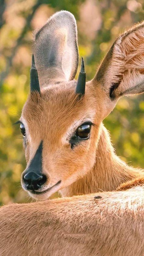 Elk Animal, Rare Animals, Pretty Animals, Cute Wild Animals, African Animals, Cute Creatures, Sweet Animals, Animals Images, Animal Photo