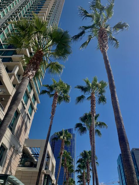 San Diego Lifestyle, Florida College Aesthetic, Downtown San Diego Aesthetic, San Diego California Aesthetic, San Diego Vibes, San Diego Aesthetic, Summer Homescreen, San Diego Downtown, California Wallpaper