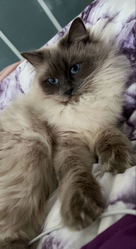 Blue Point Cat, Himalayan Persian, Blue Point Ragdoll, Himalayan Persian Cats, Neva Masquerade, Blue Point Siamese, Cat Breeds Ragdoll, Beef Quesadillas, Balinese Cat