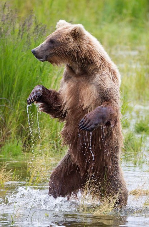 Standing Grizzly Bear © Mark Williams Standing Grizzly Bear, Mark Williams, Eagle Pictures, Bear Paintings, Bear Arms, Bear Photos, Baylor Bear, Nature Birds, Grizzly Bear