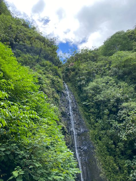 Manoa Falls, Oahu tourist attraction waterfall Hawaii hike tour trail tropical Moana Falls Oahu, Manoa Falls Oahu, Waterfall Hawaii, Hawaii Hike, Manoa Falls, Hawaiian Lifestyle, Hawaii Hikes, Aesthetic Tropical, Vacation Aesthetic