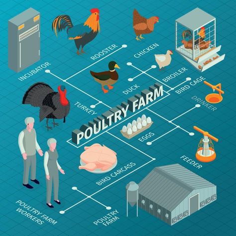 Poultry Farm Buildings, Poultry Farm Design, Poultry Business, Hatching Chickens, Smart Farm, Raising Farm Animals, Poultry House, Backyard Chicken Farming, Farm Plans