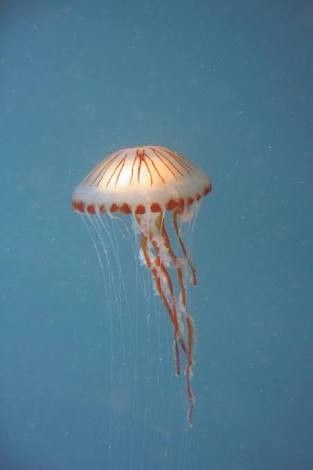 Compass Jellyfish, Sea Jellies, Jellyfish Art, Art Lamp, Bird Tree, North Sea, Sea Animals, Life Images, Jellyfish