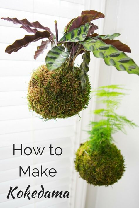 Kokedama, or Japanese moss balls, are easy to make and look amazing hanging in a bright window! Learn how to make your own in this handy tutorial. Japanese Moss Balls, Hanging Plants Diy, String Garden, Moss Ball, نباتات منزلية, Moss Garden, Moss Balls, Cactus Decor, Hanging Garden