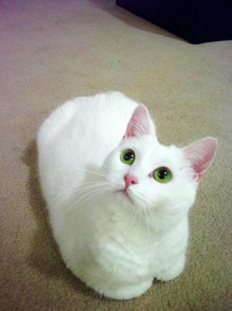 Beautiful cat! Gorgeous green eyes! Cute Kitten Pics, Dream's Cat, Short Hair Cats, Most Beautiful Cat Breeds, White Cats, Itty Bitty, Beautiful Cat, Pretty Cats, White Cat