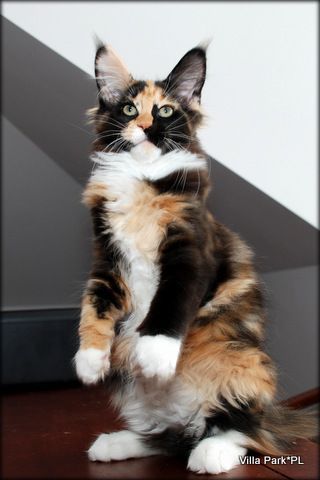 Pin on Fur Babies! Calico Braids, Kitten Beauty, Train Cats, Training Cats, Cat Guide, Cats Tips, Calico Cats, Cats Photos, Match Colors