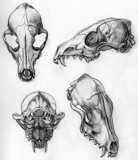 Animal Skull Drawing, Drawing Skeleton, Skull Reference, Skull Sketch, Wolf Skull, Skeleton Drawings, Animal Skeletons, Animal Skull, Skulls Drawing