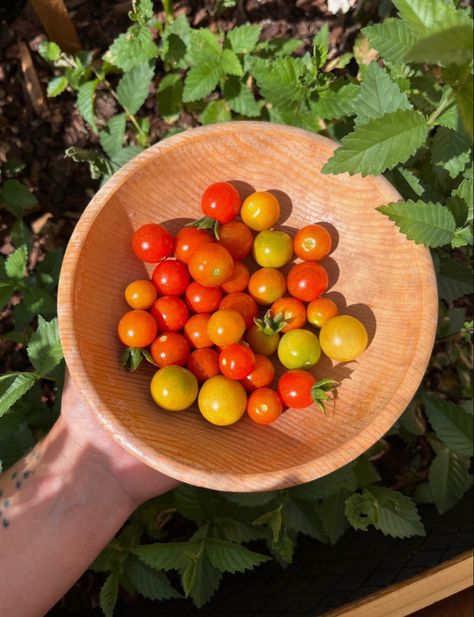 Cherry Tomatoes Aesthetic, Tomatoes Aesthetic, Tomato Aesthetic, Growing Cherry Tomatoes, Tomato Girl, Aesthetic Garden, Tomato Garden, Garden Recipes, Growing Tomatoes