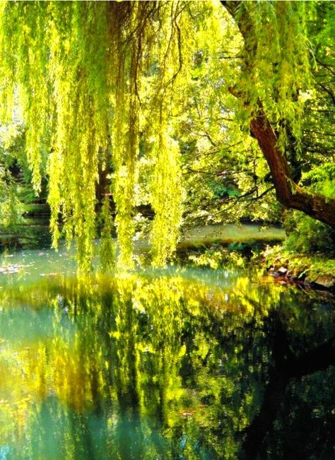 . Willow Trees Garden, 숲 사진, Weeping Willow Tree, Weeping Willow, Tree Photography, A Pond, Ideas Photography, Nature Tree, Willow Tree